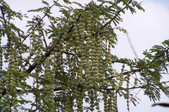 Acacia nilotica